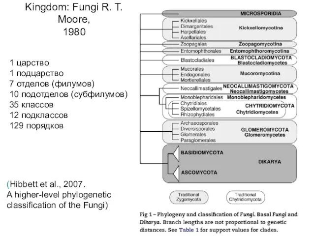 Kingdom: Fungi R. T. Moore, 1980 (Hibbett et al., 2007. A