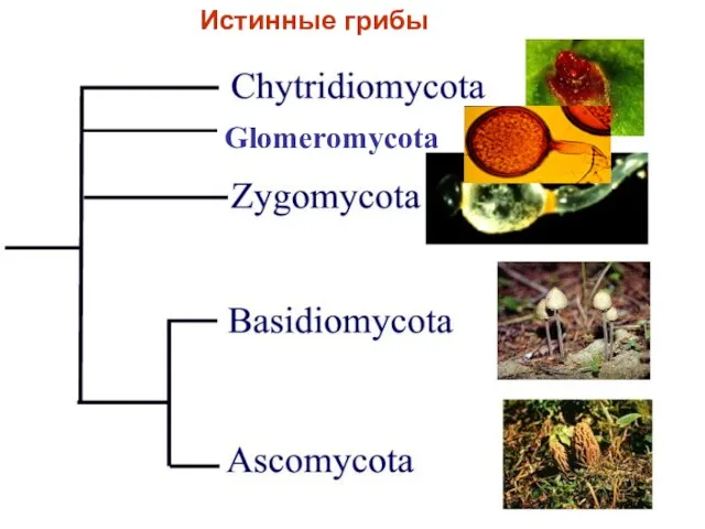 Glomeromycota Glomeromycota Истинные грибы