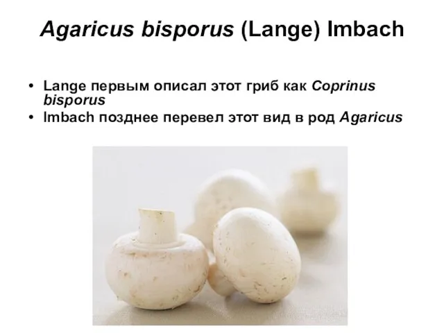 Agaricus bisporus (Lange) Imbach Lange первым описал этот гриб как Coprinus