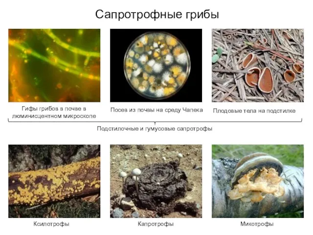 Сапротрофные грибы Гифы грибов в почве в люминисцентном микроскопе Посев из