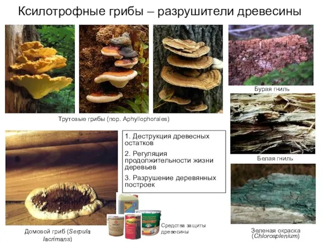Ксилотрофные грибы – разрушители древесины Домовой гриб (Serpula lacrimans) Трутовые грибы