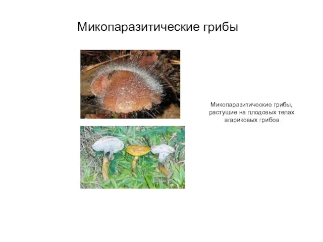 Микопаразитические грибы Микопаразитические грибы, растущие на плодовых телах агариковых грибов