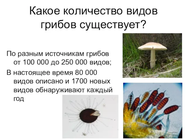 Какое количество видов грибов существует? По разным источникам грибов от 100
