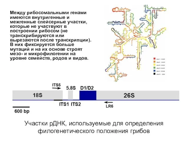 Участки рДНК, используемые для определения филогенетического положения грибов Между рибосомальными генами