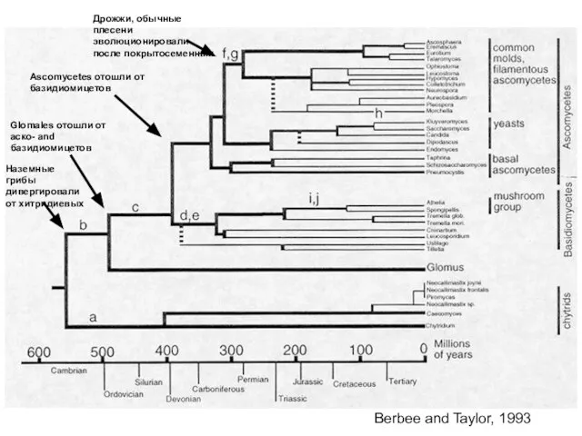 Berbee and Taylor, 1993 Ascomycetes отошли от базидиомицетов Дрожжи, обычные плесени