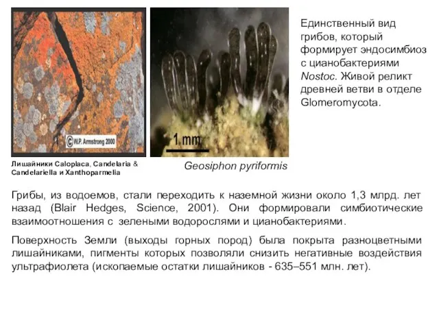 Грибы, из водоемов, стали переходить к наземной жизни около 1,3 млрд.