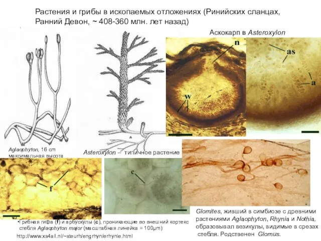 Aскокaрп в Asteroxylon http://www.xs4all.nl/~steurh/engrhyn/erhynie.html Растения и грибы в ископаемых отложениях (Ринийских