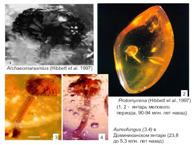 Archaeomarasmius (Hibbett et al. 1997) Protomycena (Hibbett et al.,1997) Aureofungus (3,4)