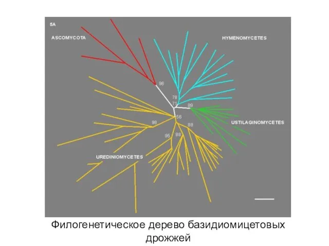 Филогенетическое дерево базидиомицетовых дрожжей