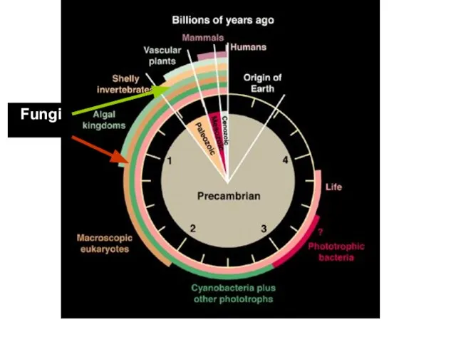 Fungi