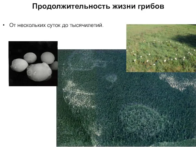 Продолжительность жизни грибов От нескольких суток до тысячилетий.