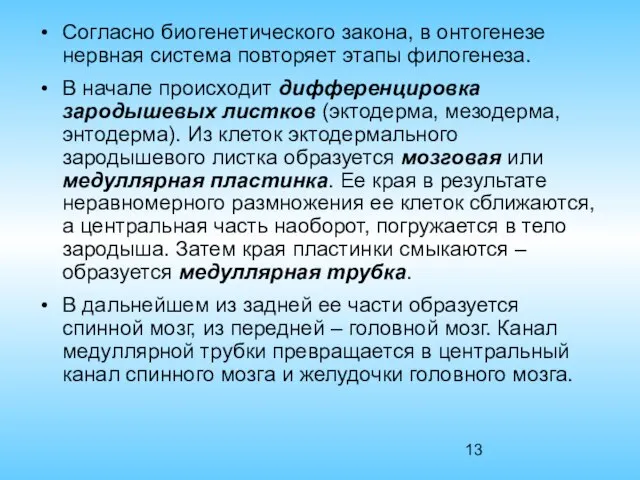 Согласно биогенетического закона, в онтогенезе нервная система повторяет этапы филогенеза. В