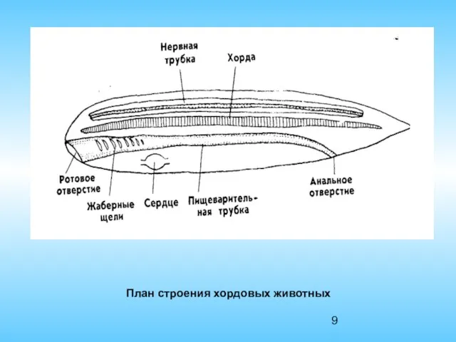 План строения хордовых животных