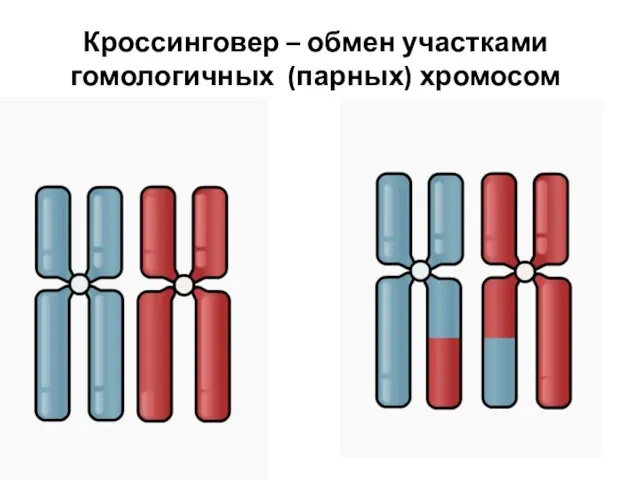 Кроссинговер – обмен участками гомологичных (парных) хромосом