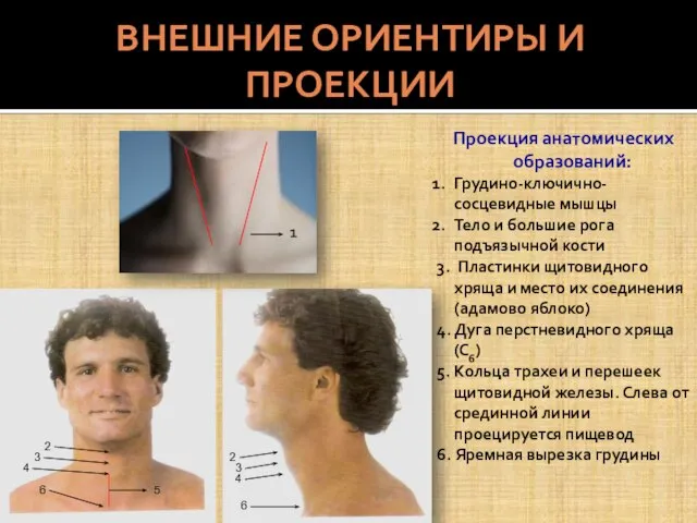 ВНЕШНИЕ ОРИЕНТИРЫ И ПРОЕКЦИИ 2 3 4 6 2 3 4