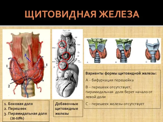 ЩИТОВИДНАЯ ЖЕЛЕЗА 1. Боковая доля 2. Перешеек 3. Пирамидальная доля (30-50%)