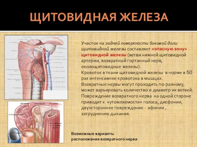 ЩИТОВИДНАЯ ЖЕЛЕЗА Участок на задней поверхности боковой доли щитовидной железы составляет