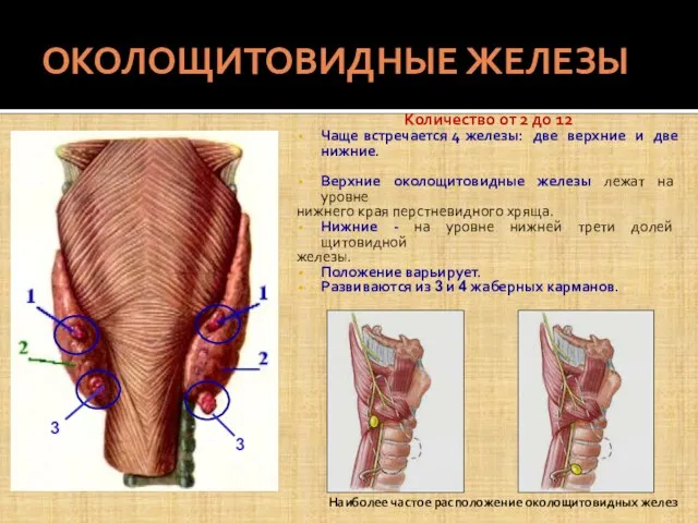 ОКОЛОЩИТОВИДНЫЕ ЖЕЛЕЗЫ Количество от 2 до 12 Чаще встречается 4 железы: