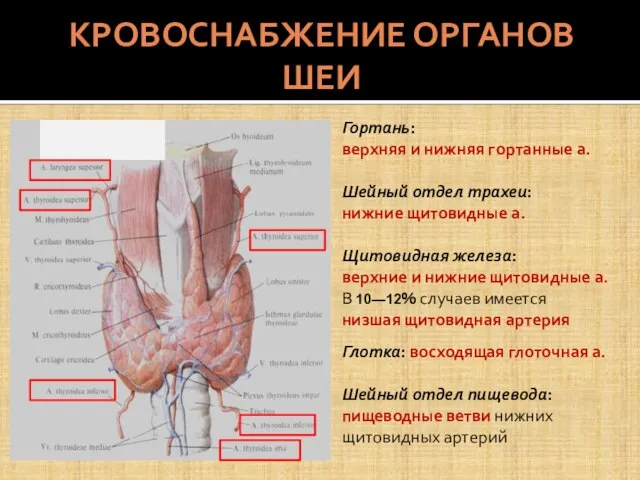 КРОВОСНАБЖЕНИЕ ОРГАНОВ ШЕИ Гортань: верхняя и нижняя гортанные а. Шейный отдел