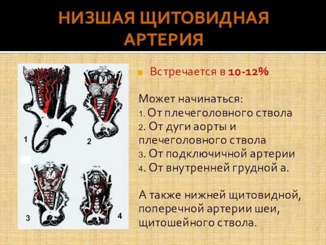 НИЗШАЯ ЩИТОВИДНАЯ АРТЕРИЯ Встречается в 10-12% Может начинаться: 1. От плечеголовного