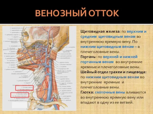 ВЕНОЗНЫЙ ОТТОК Щитовидная железа: по верхним и средним щитовидным венам во