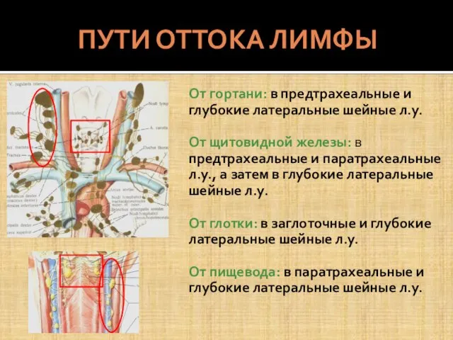 ПУТИ ОТТОКА ЛИМФЫ От гортани: в предтрахеальные и глубокие латеральные шейные