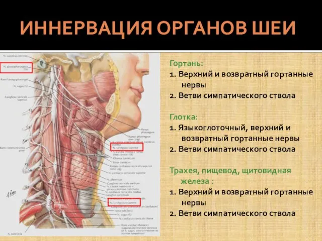 ИННЕРВАЦИЯ ОРГАНОВ ШЕИ Гортань: 1. Верхний и возвратный гортанные нервы 2.