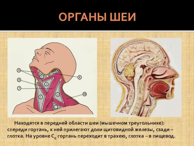 ОРГАНЫ ШЕИ Находятся в передней области шеи (мышечном треугольнике): спереди гортань,