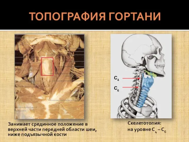 ТОПОГРАФИЯ ГОРТАНИ Занимает срединное положение в верхней части передней области шеи,