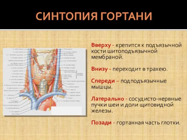 СИНТОПИЯ ГОРТАНИ Вверху - крепится к подъязычной кости шитоподъязычной мембраной. Внизу