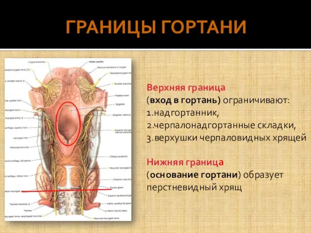 ГРАНИЦЫ ГОРТАНИ Верхняя граница (вход в гортань) ограничивают: 1.надгортанник, 2.черпалонадгортанные складки,