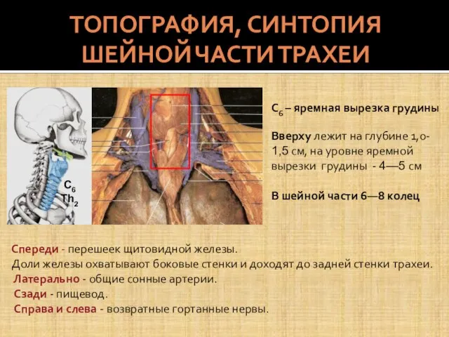 ТОПОГРАФИЯ, СИНТОПИЯ ШЕЙНОЙ ЧАСТИ ТРАХЕИ С6 – яремная вырезка грудины Вверху