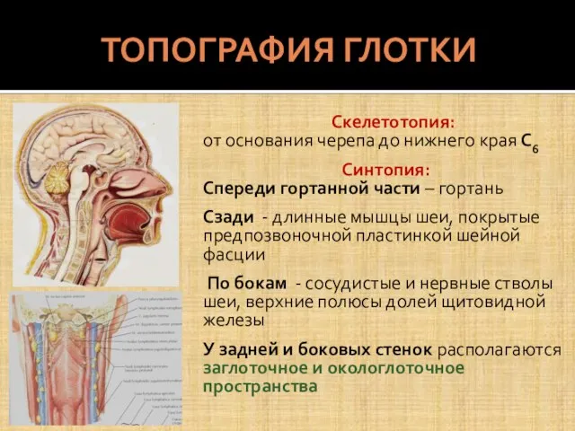 ТОПОГРАФИЯ ГЛОТКИ Скелетотопия: от основания черепа до нижнего края С6 Синтопия: