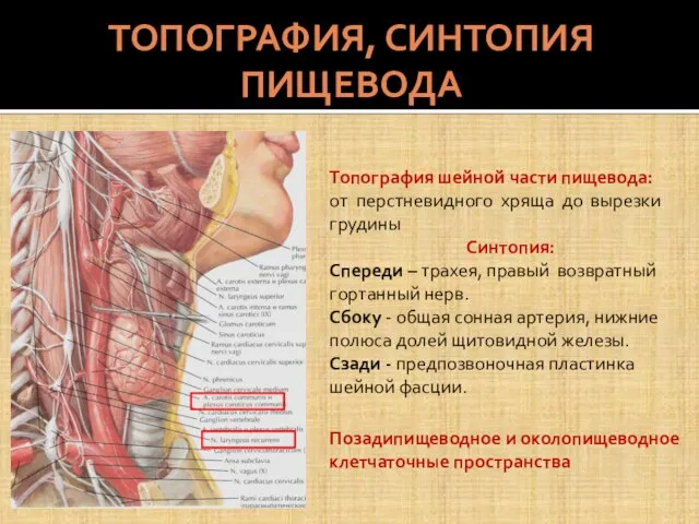 ТОПОГРАФИЯ, СИНТОПИЯ ПИЩЕВОДА Топография шейной части пищевода: от перстневидного хряща до