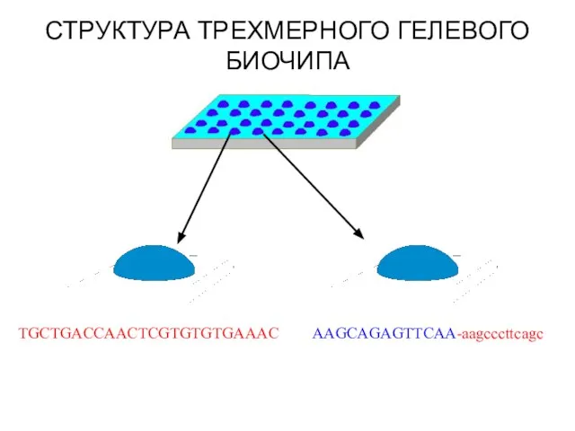 TGCTGACCAACTCGTGTGTGAAAC AAGCAGAGTTCAA-aagcccttcagc СТРУКТУРА ТРЕХМЕРНОГО ГЕЛЕВОГО БИОЧИПА