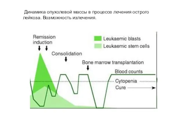 Динамика опухолевой массы в процессе лечения острого лейкоза. Возможность излечения.