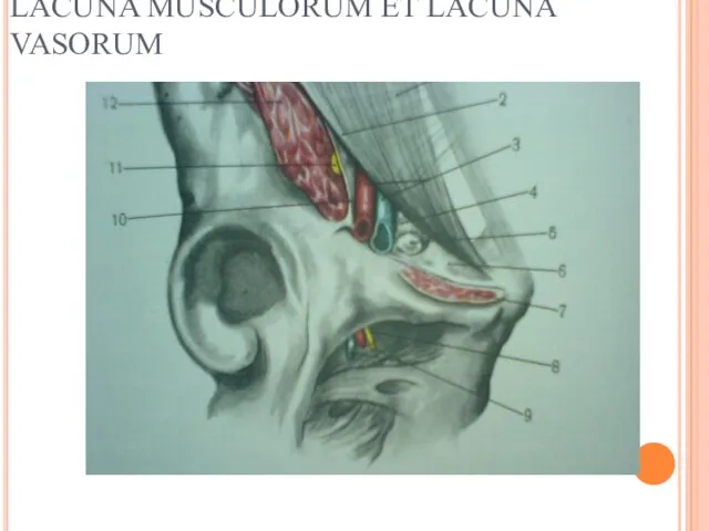 LACUNA MUSCULORUM ET LACUNA VASORUM