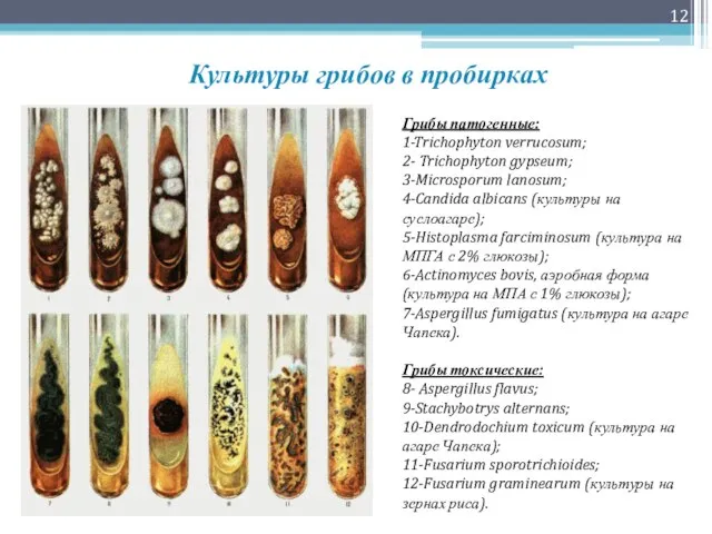 Культуры грибов в пробирках Грибы патогенные: 1-Trichophyton verrucosum; 2- Trichophyton gypseum;