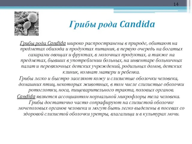 Грибы рода Candida Грибы рода Candida широко распространены в природе, обитают