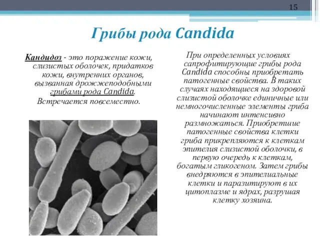 Грибы рода Candida Кандидоз - это поражение кожи, слизистых оболочек, придатков