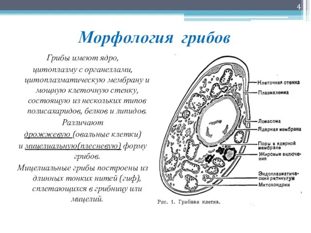 Морфология грибов Грибы имеют ядро, цитоплазму с органеллами, цитоплазматическую мембрану и