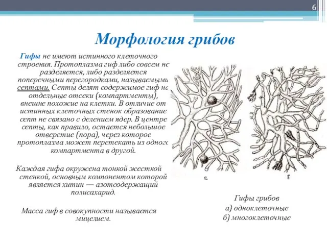 Морфология грибов Гифы не имеют истинного клеточного строения. Протоплазма гиф либо