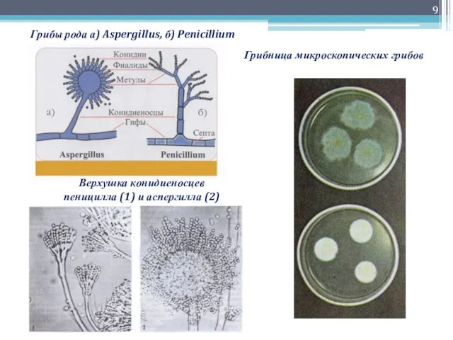 Грибы рода а) Aspergillus, б) Penicillium Грибница микроскопических грибов Верхушка конидиеносцев пеницилла (1) и аспергилла (2)