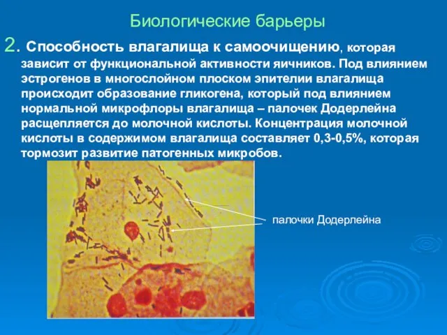 Биологические барьеры 2. Способность влагалища к самоочищению, которая зависит от функциональной