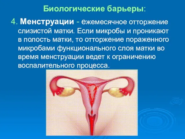 Биологические барьеры: 4. Менструации - ежемесячное отторжение слизистой матки. Если микробы