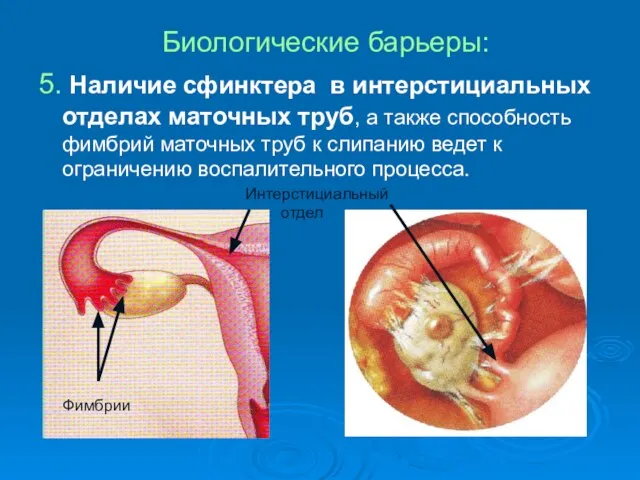 Биологические барьеры: 5. Наличие сфинктера в интерстициальных отделах маточных труб, а