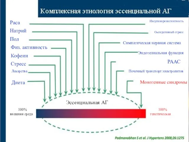 Раса Натрий Пол Физ. активность Кофеин Стресс Лекарства Диета Инсулинорезистентность Оксидативный