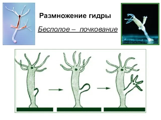 Размножение гидры Бесполое – почкование