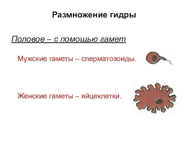 Размножение гидры Половое – с помощью гамет Мужские гаметы – сперматозоиды. Женские гаметы – яйцеклетки.