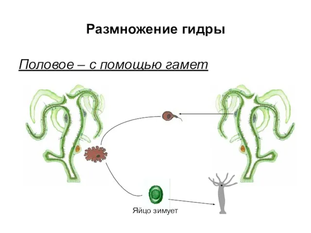 Размножение гидры Половое – с помощью гамет Яйцо зимует